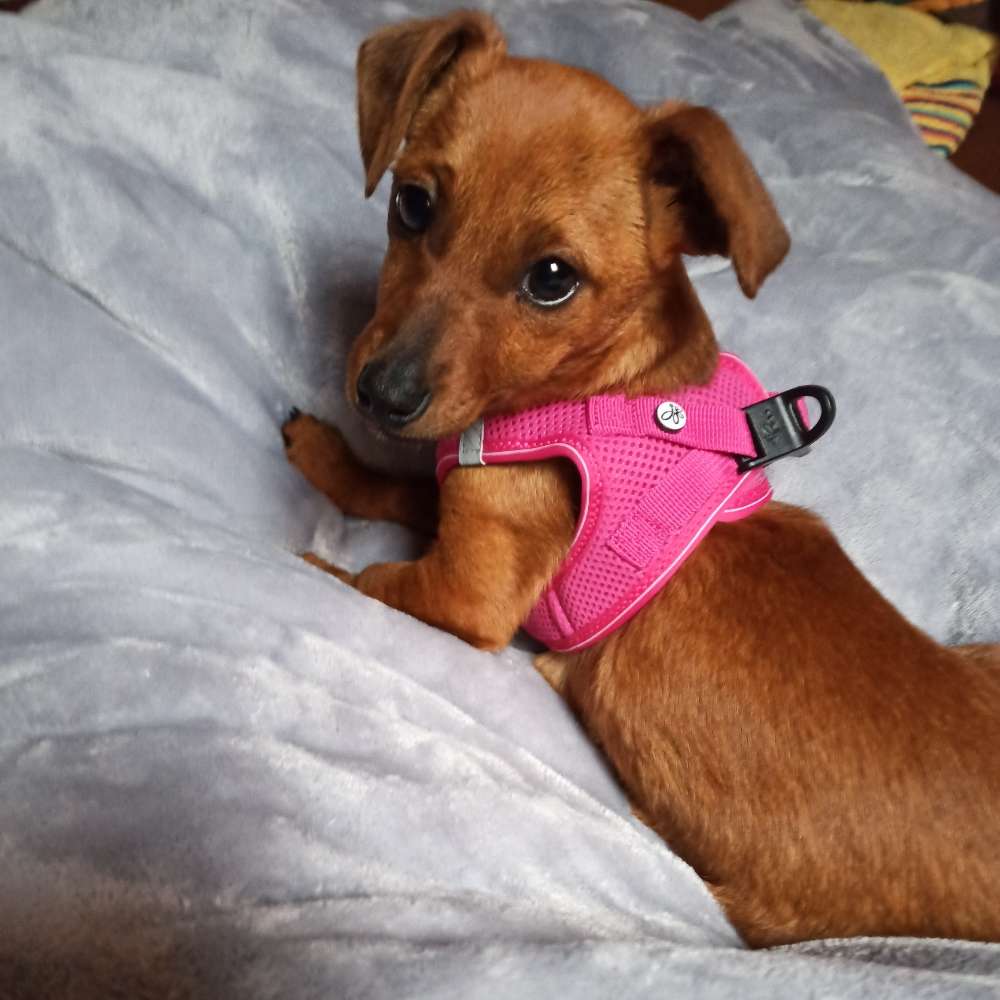 Hundetreffen-Treffen zum gemeinsamen Gassi gehen-Profilbild