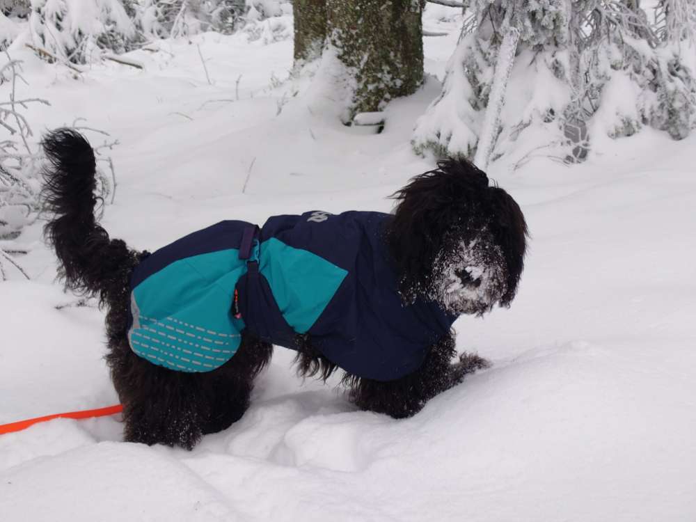 Hundetreffen-Gassirunde und Spielen-Profilbild