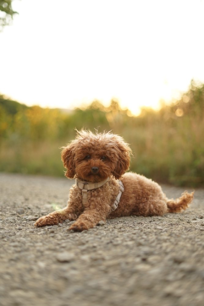 Hundetreffen-Kleine Hunde zum Gassi gehen/Spielen gesucht-Profilbild