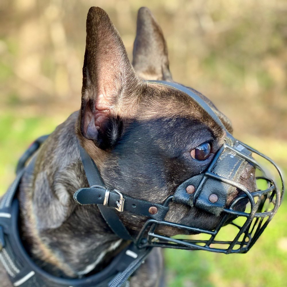 Hundetreffen-Social Walk 🐶 - Duisburg und Umgebung-Profilbild