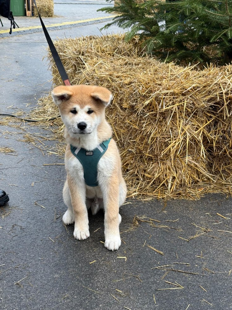 Hundetreffen-Spielkamaraden & ältere Hunde zum erziehen-Profilbild