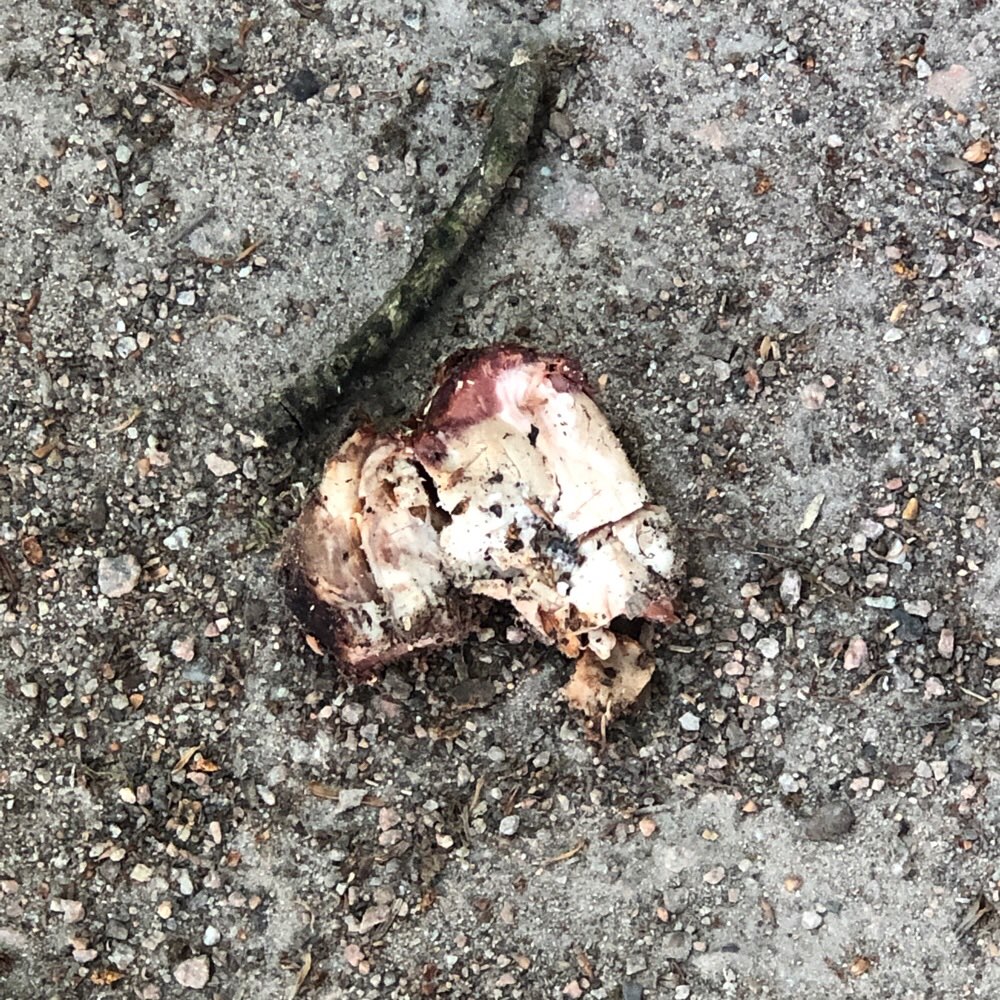 Giftköder-Giftköder?Grosses Fleischstück-Profilbild