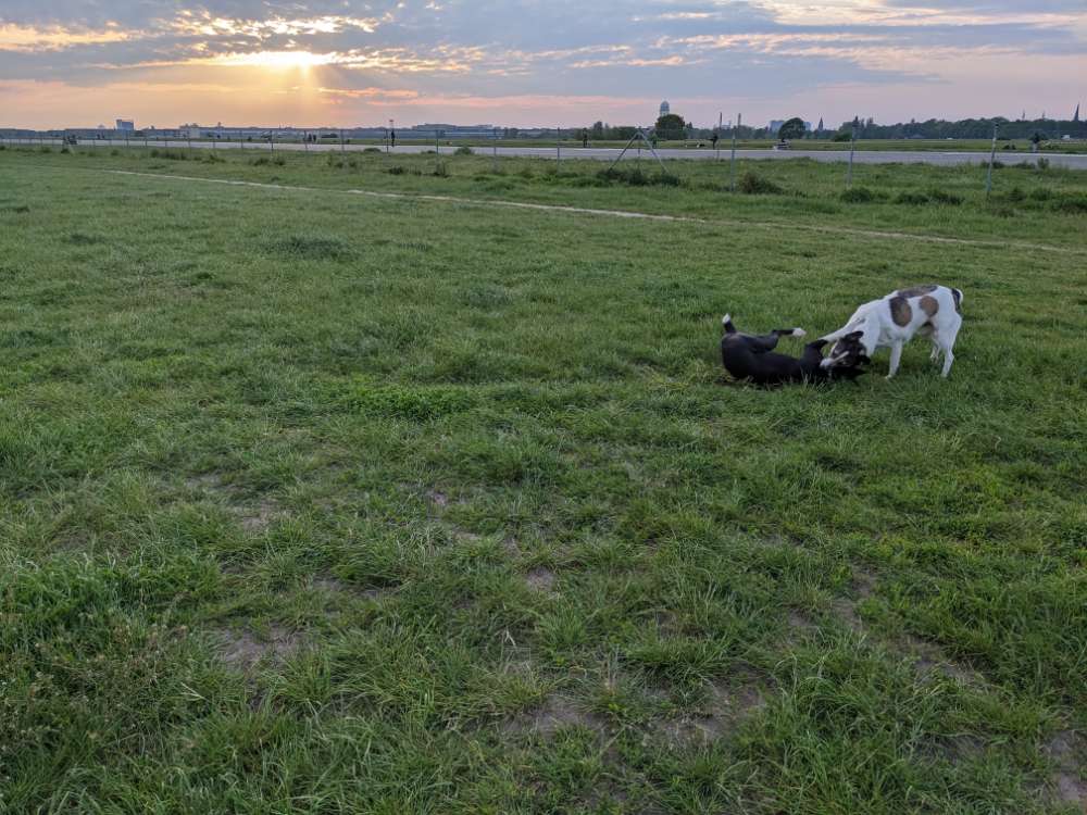 Hundetreffen-Hundefreunde aus dem Tierschutz/Rumänien/Herdi gesucht!-Profilbild