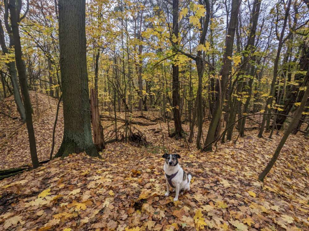 Hundetreffen-Mit Hundis Berlins grüne Ecken erkunden-Profilbild