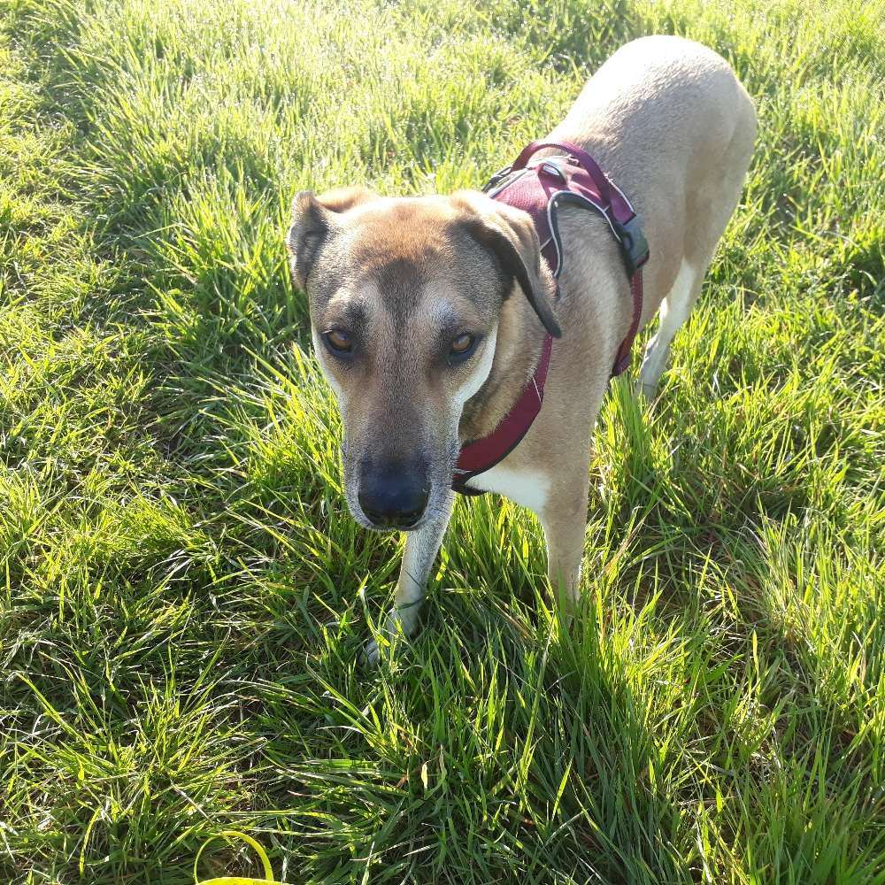 Hundetreffen-Gassirunde-Profilbild