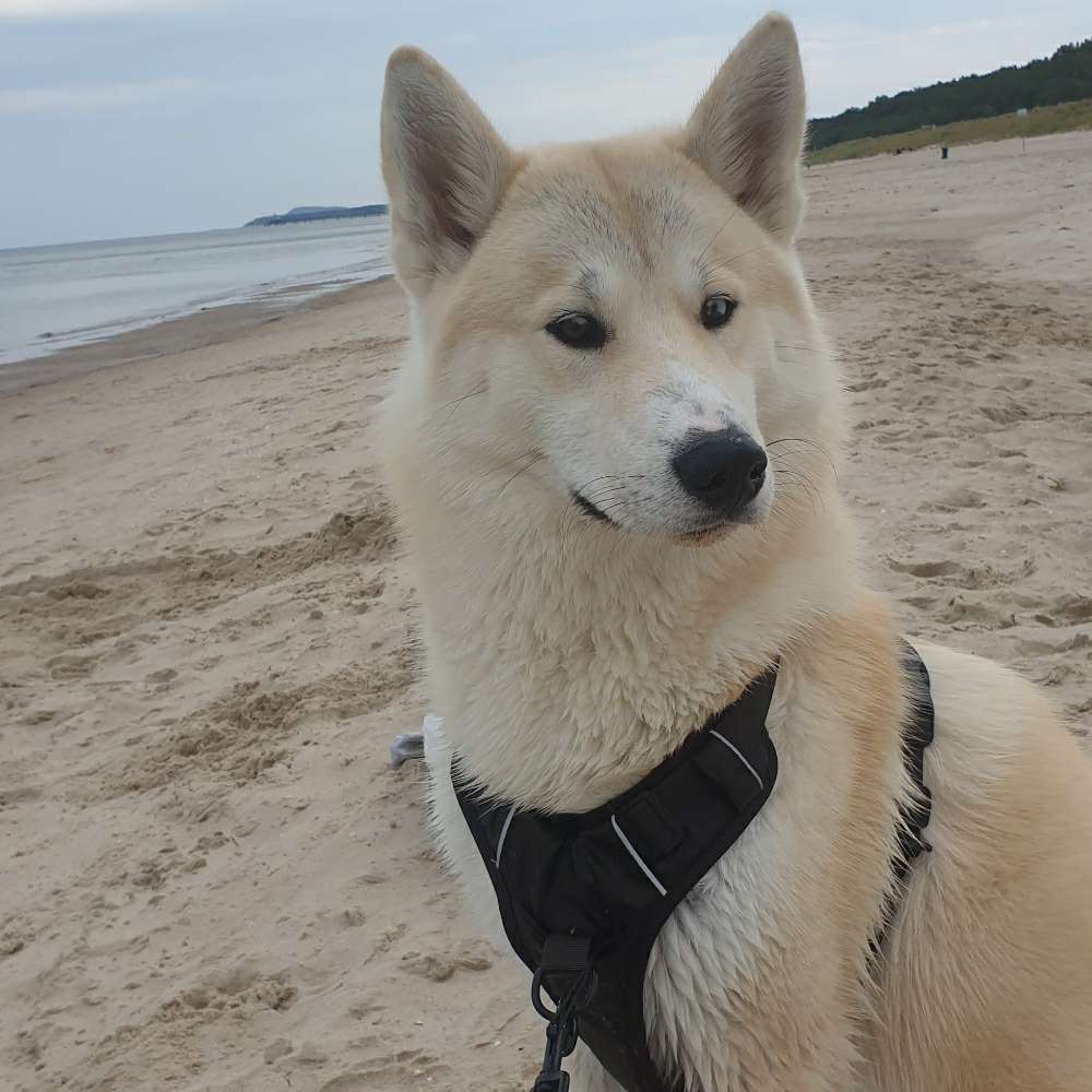 Hundetreffen-Askan sucht einen Spielkameraden auch gerne mal zum Gassi gehen-Profilbild