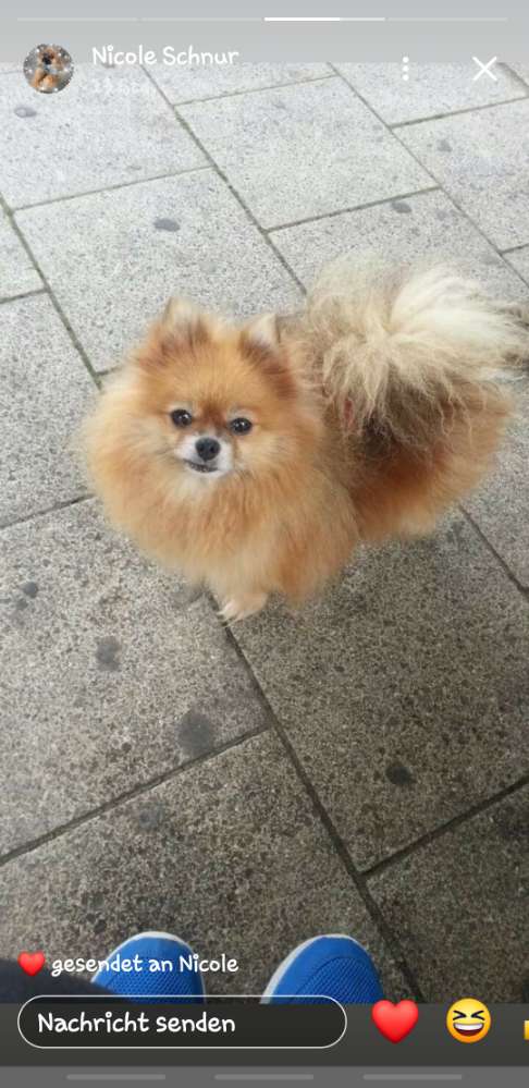 Hundetreffen-Treffen  zum spazieren gehen  und spielen.-Profilbild