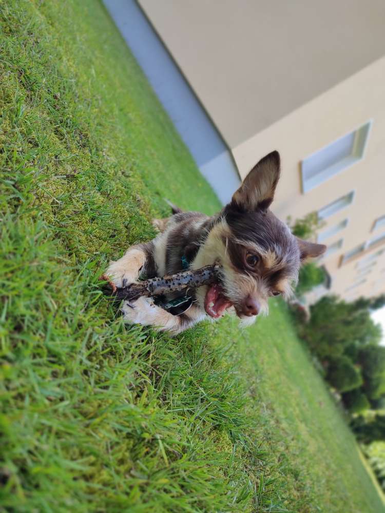 Hundetreffen-Gassi-/Spielrunde mit kleinen und mittelgroßen Hunden-Profilbild