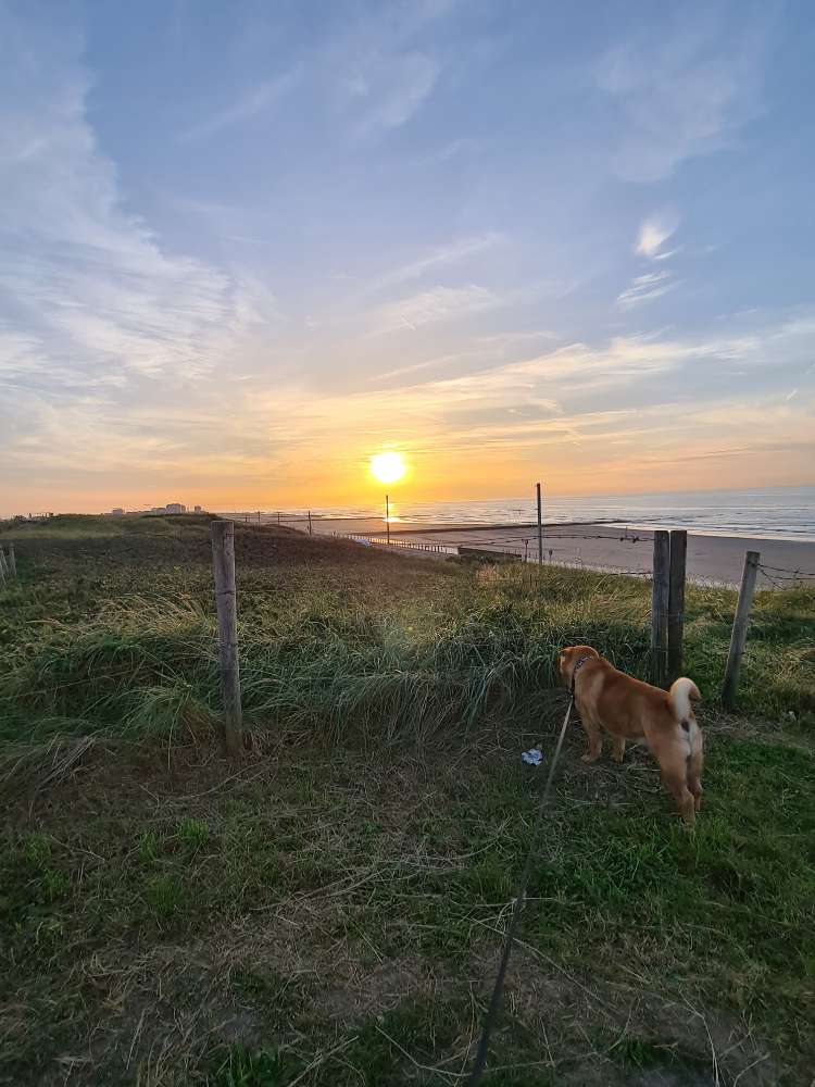 Hundetreffen-Gassi Runde-Profilbild