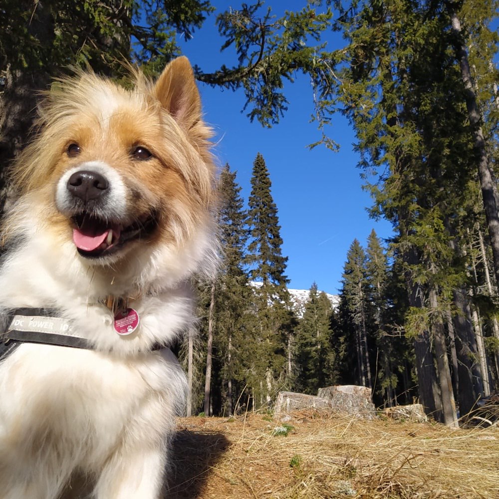 Hundetreffen-Nordic Walking mit Hund-Profilbild