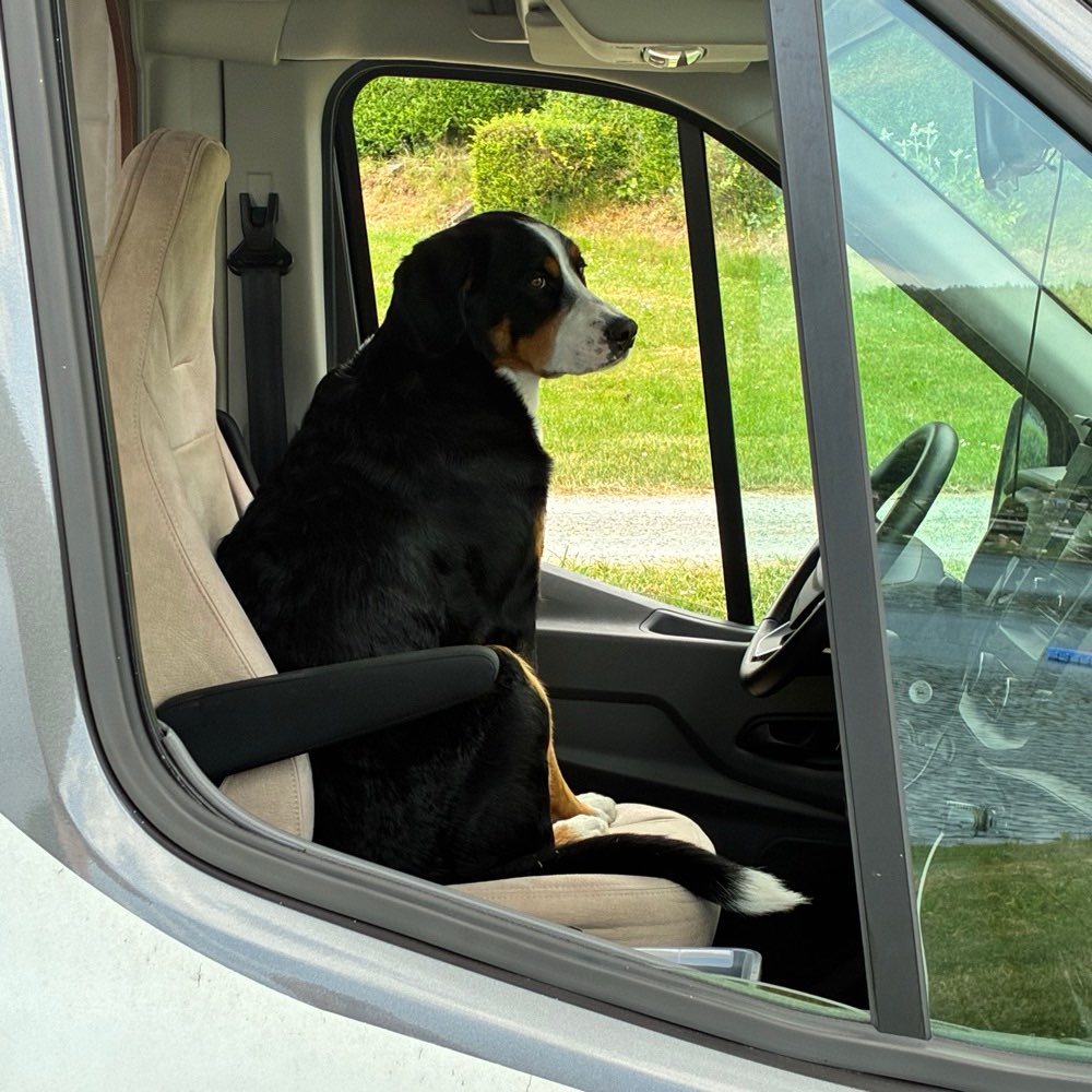 Hundetreffen-Gassi gehen-Profilbild