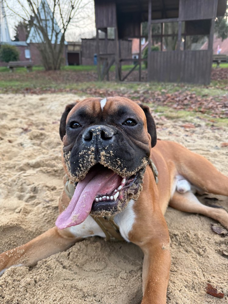 Hundetreffen-Spielkameraden gesucht-Profilbild