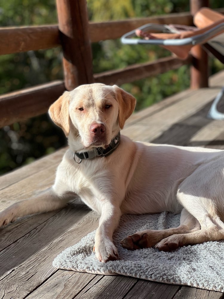 Suchmeldung-Nala-Profilbild