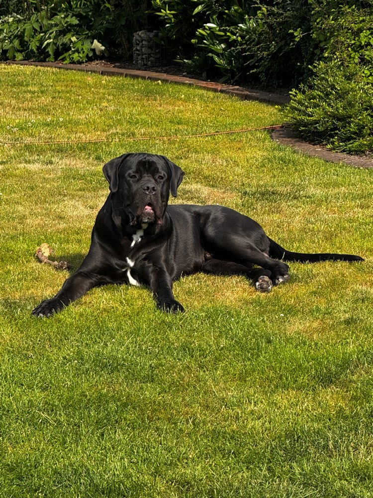 Hundetreffen-Spielkumpel gesucht 🐶-Profilbild