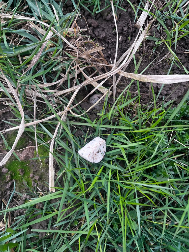 Giftköder-Wurst mit Stückchen im Mauseloch-Profilbild