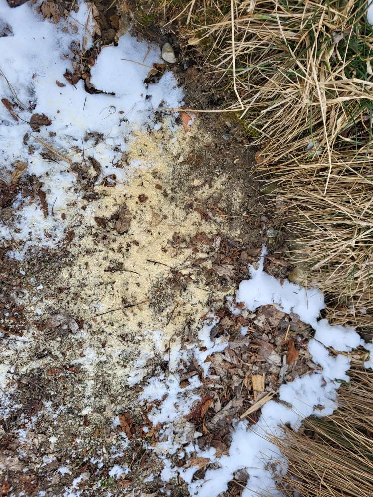 Giftköder-Evtl. Giftköder am Stadtweiher Leutkirch-Profilbild