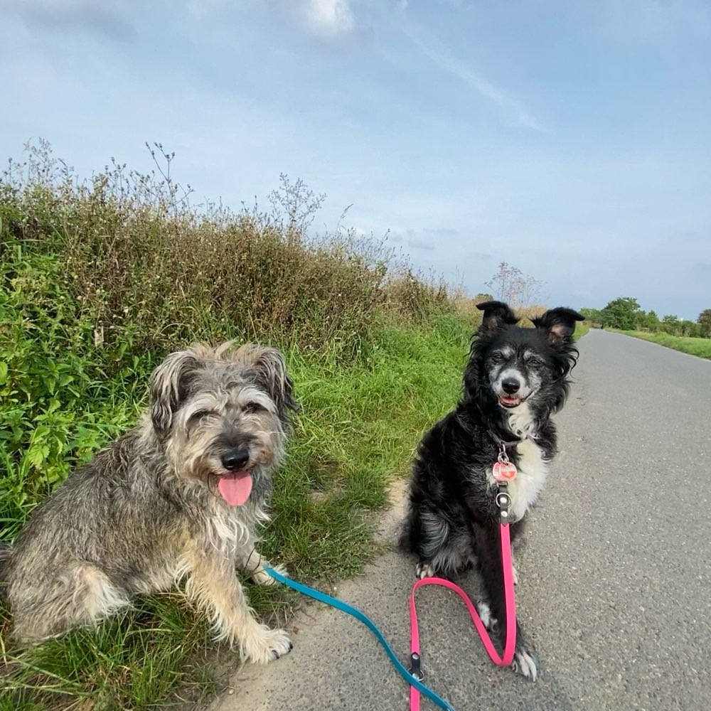 Hundetreffen-Social Walk mit Feinis-Profilbild