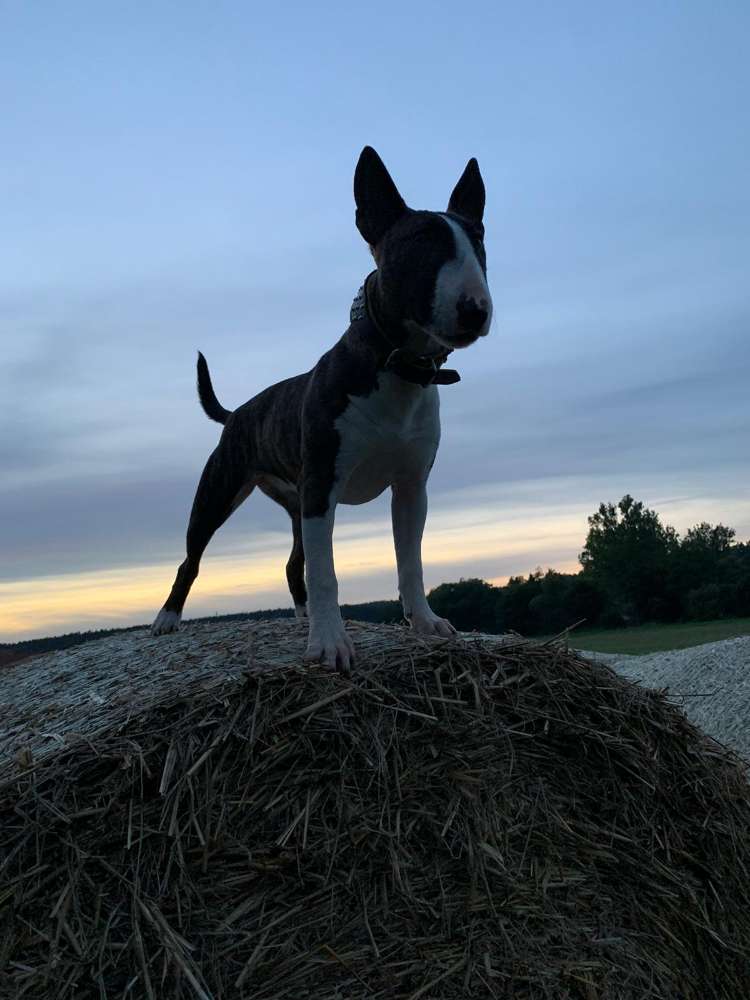 Hundetreffen-Spielen spielen spielen.....-Profilbild