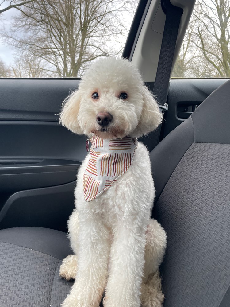 Hundetreffen-Hundekumpel/Kumpeline gesucht-Profilbild