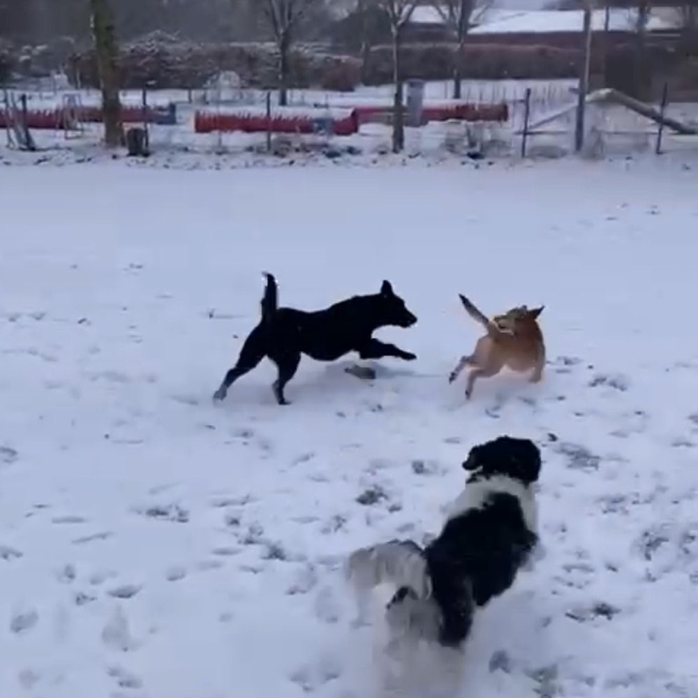 Hundetreffen-Regelmäßige Spieltreffen-Profilbild
