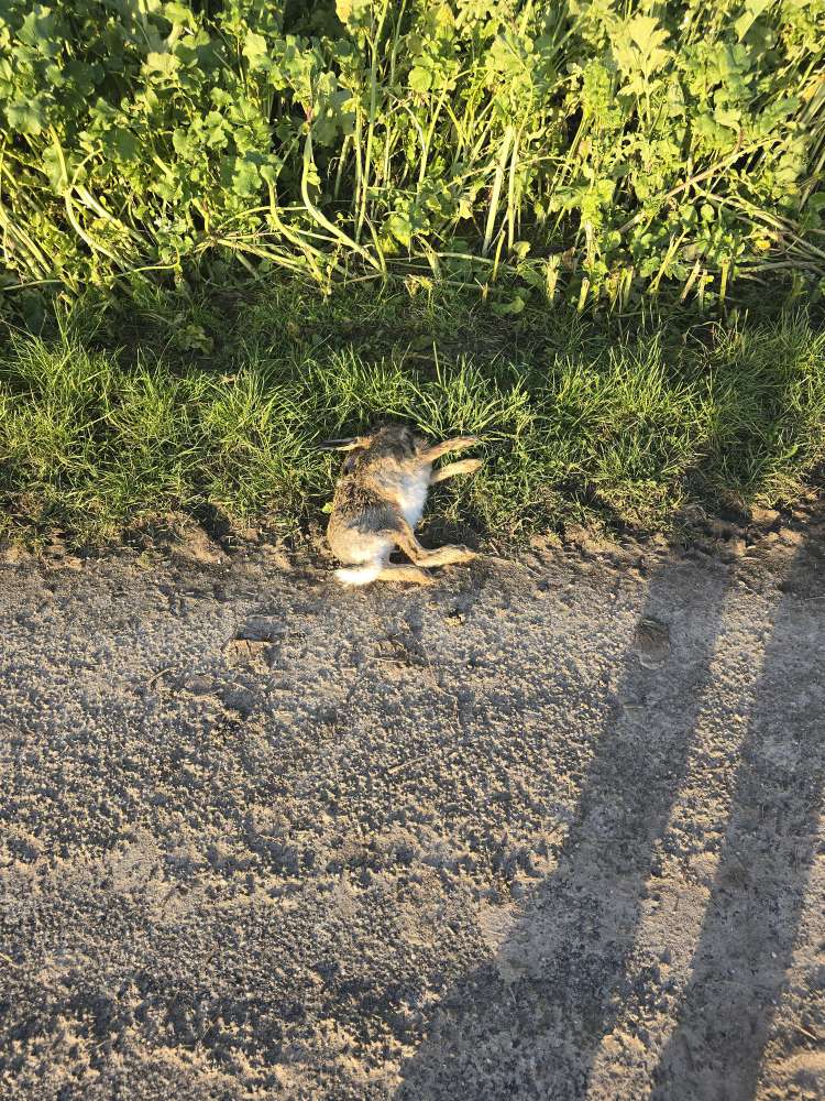 Giftköder-Toter Hase-Profilbild