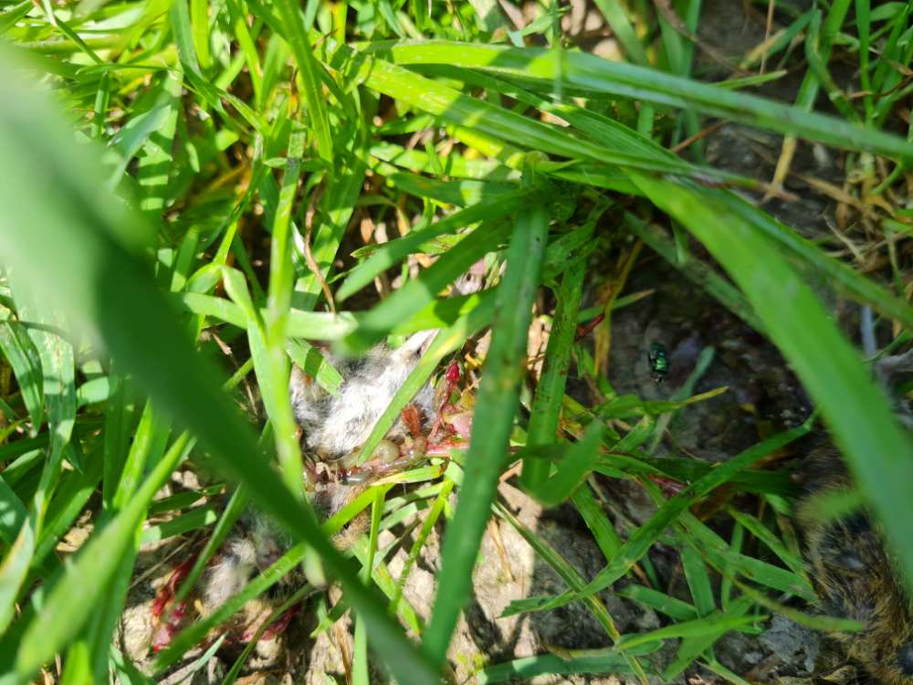 Giftköder-Hasenpfote auf dem Weg-Profilbild