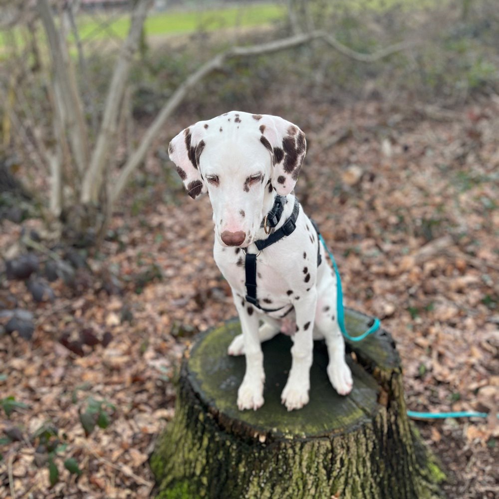 Hundetreffen-Einfach nur an uns vorbeigehen 😅😇-Profilbild