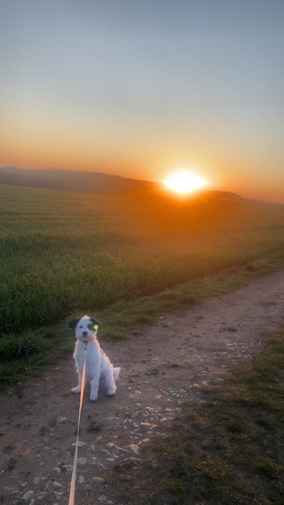 Hundetreffen-Spiel und gassi runden-Profilbild