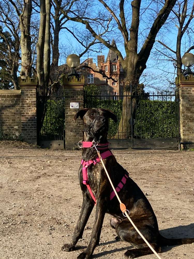 Hundetreffen-Socialwalk für "Problemhunde"-Profilbild