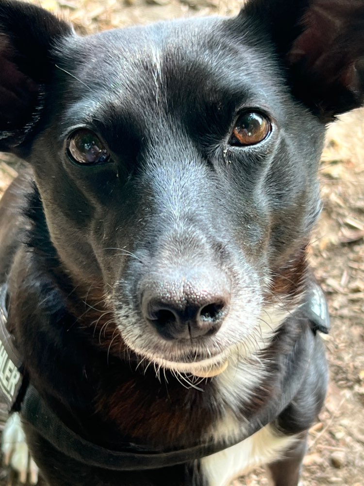 Hundetreffen-Wer hat Lust , eventuell einmal die Woche, eine entspannte Hunderunde zum Beispiel am Benther Berg?-Profilbild