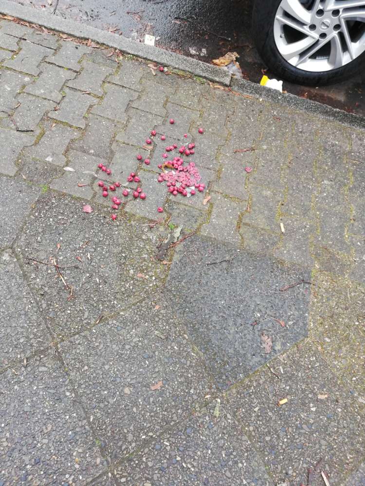 Giftköder-Cocktailkirschen in Glasscherben-Profilbild