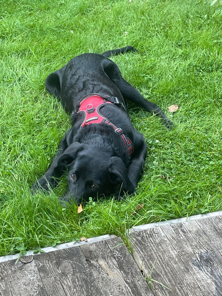 Hundetreffen-Hundetreffen Hundefreilaufwiese-Profilbild