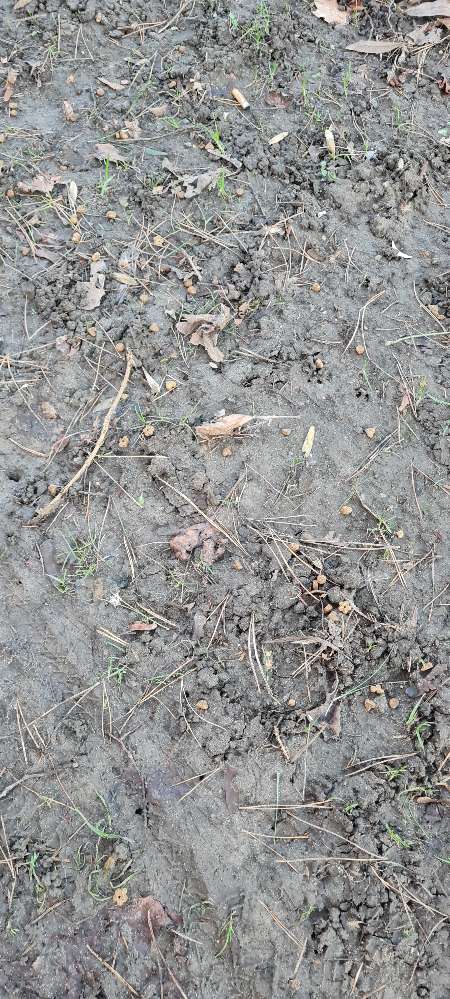 Giftköder-Verstreutes Trockenfutter-Profilbild