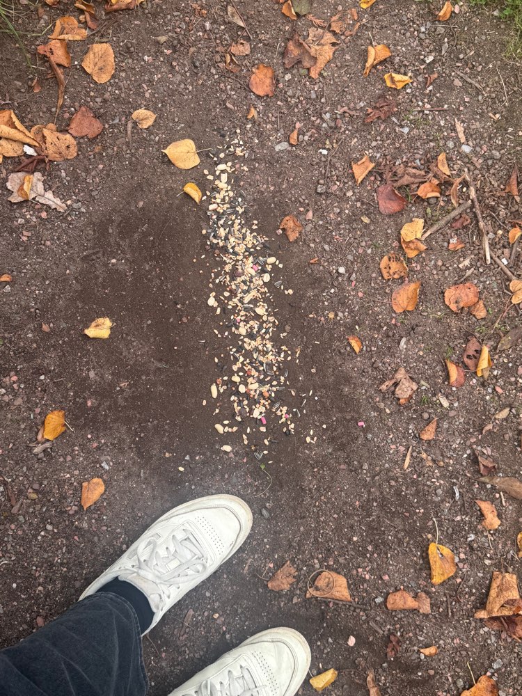 Giftköder-Rattengift oder Vogelfutter?!-Profilbild