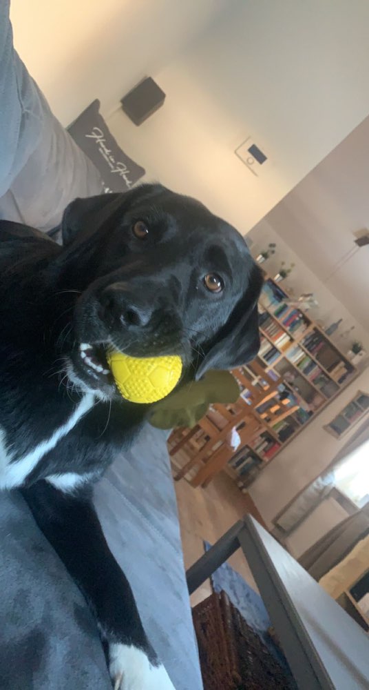 Hundetreffen-Gassi / Langsames Kennenlernen-Profilbild