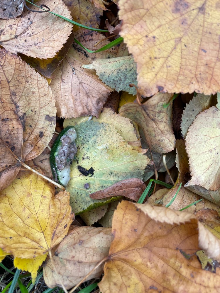 Giftköder-Suspicious meat-Profilbild
