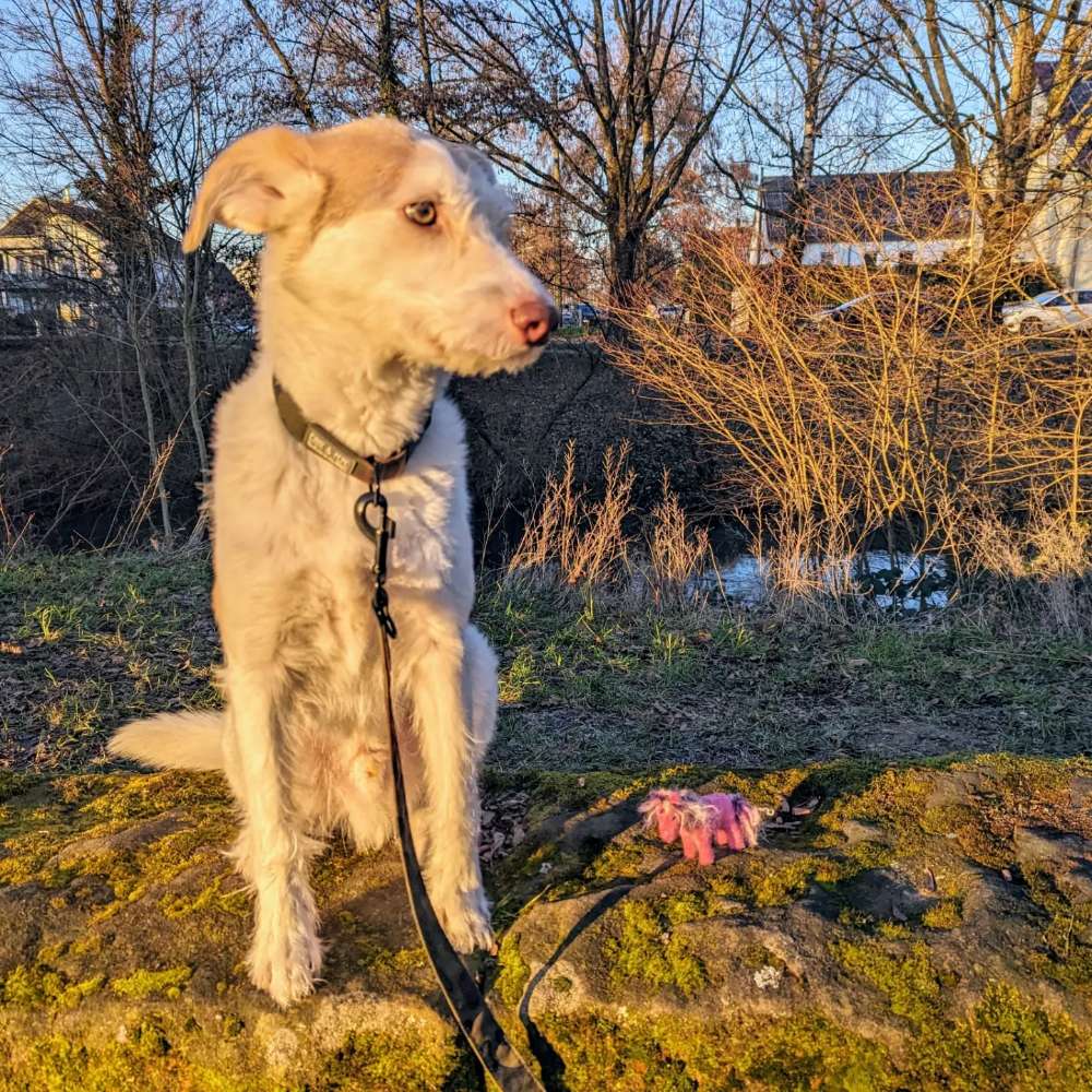 Hundetreffen-Hundetreff ohne Leine-Profilbild