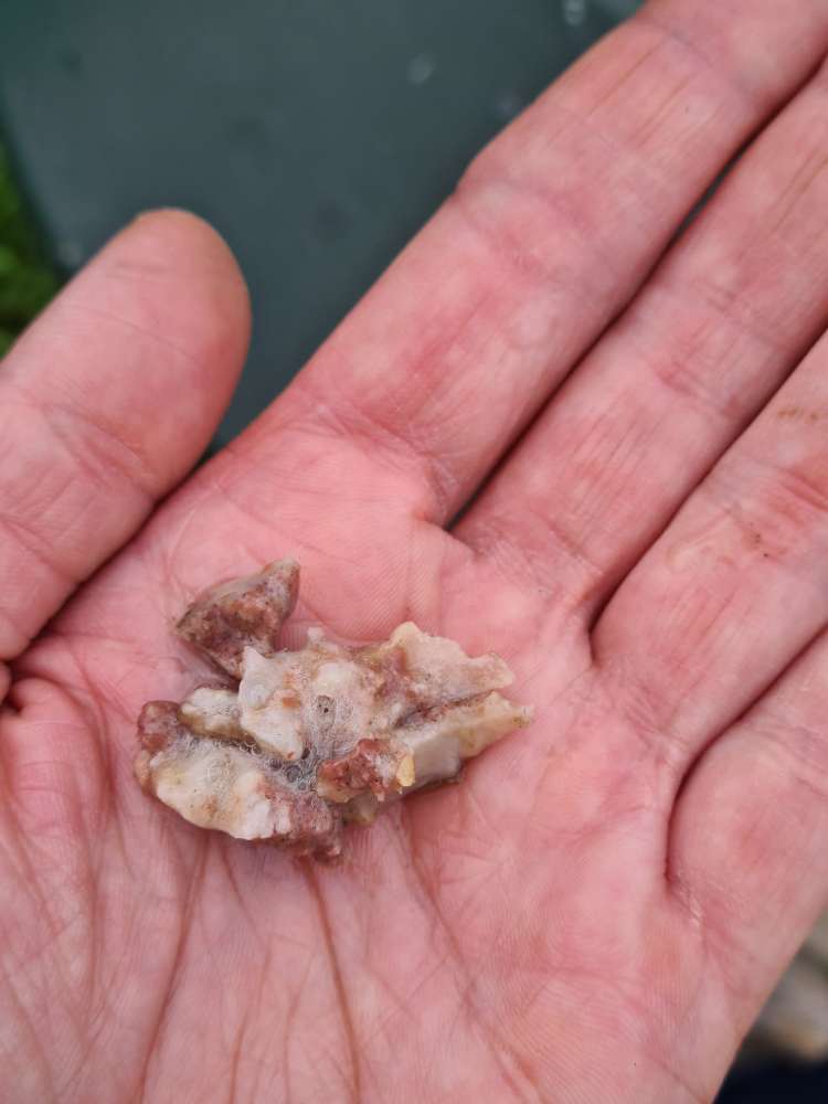 Giftköder-Knochen splitter Weißer leinpfand-Profilbild