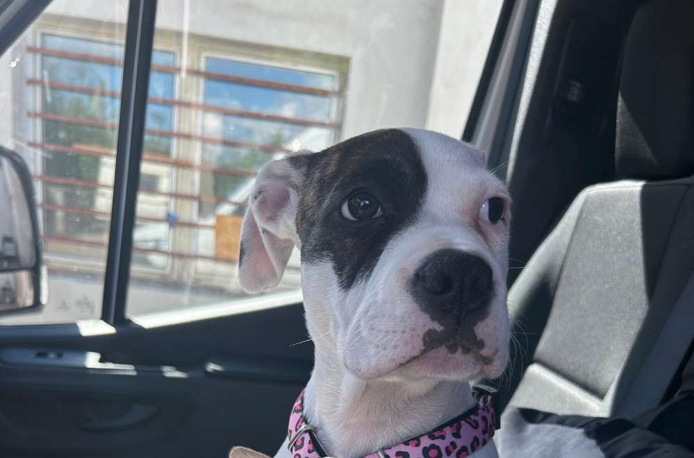 Suchmeldung-Rosalie-Profilbild