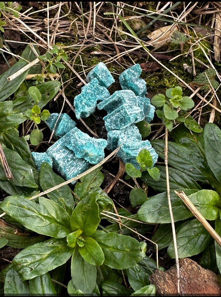 Giftköder-Giftköder-Profilbild