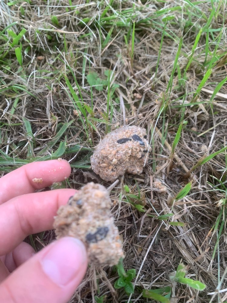 Giftköder-Merkwürdige Vogel Kugel-Profilbild