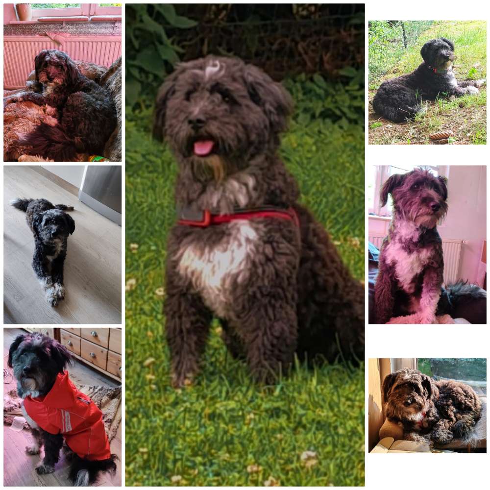 Hundetreffen-Spiel und Gassirunde-Profilbild