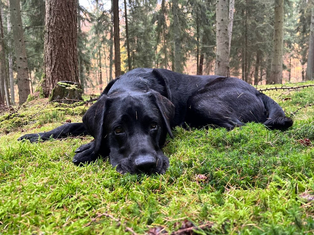 Hundetreffen-Neu in Berlin - Coda sucht neue Freunde-Profilbild