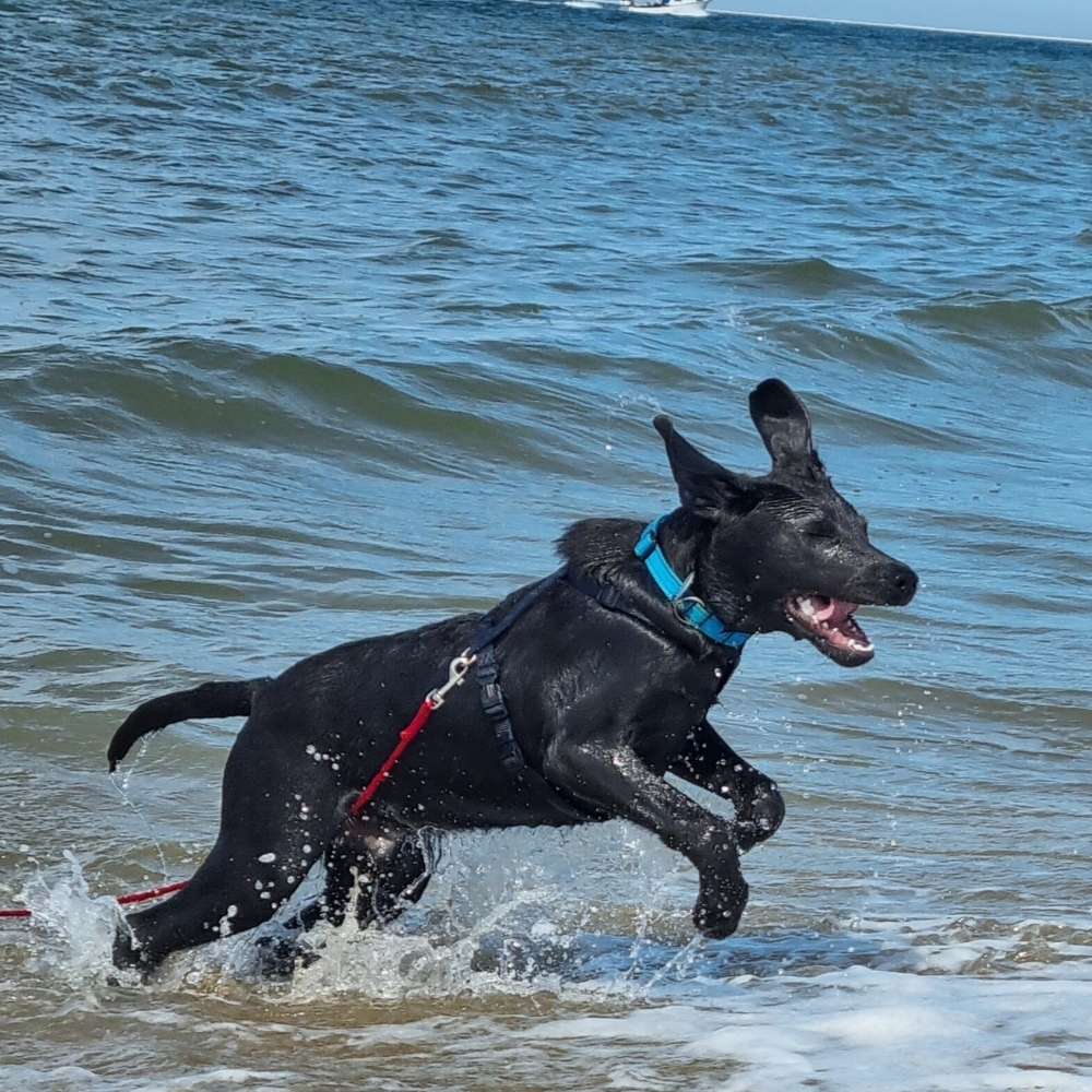 Hundetreffen-Spielen, lernen, Spaß-Profilbild