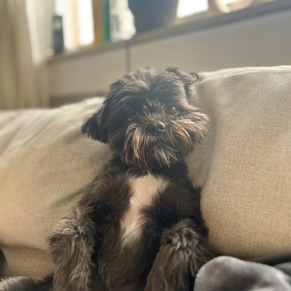 Hundetreffen-Gassi Runde-Profilbild