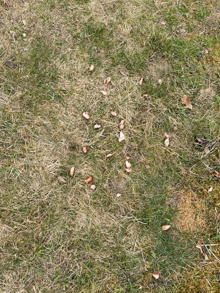 Giftköder-Ausgelegte Hühnchenstücke in Göggingen-Profilbild