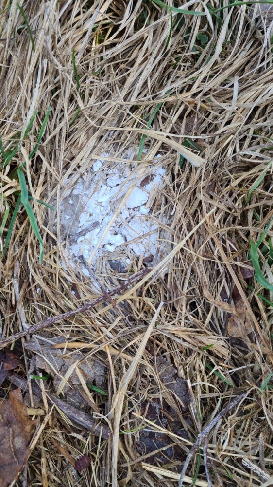 Giftköder-Weißes Pulver ausgelegt!-Profilbild