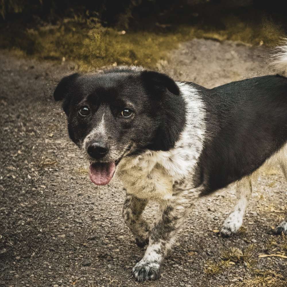 Hundetreffen-Hundekontakte-Profilbild