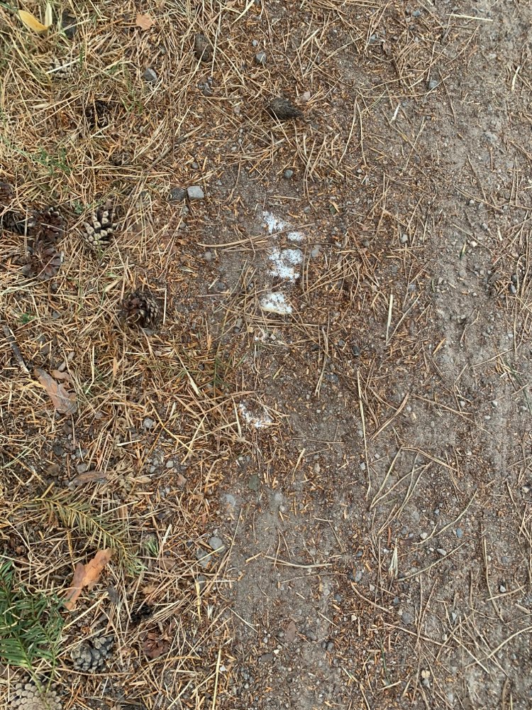 Giftköder-Weißes Pulver-Profilbild