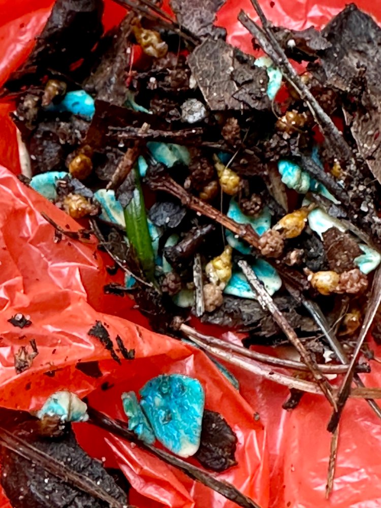 Giftköder-Blau gefärbtes Irgendwas-Profilbild